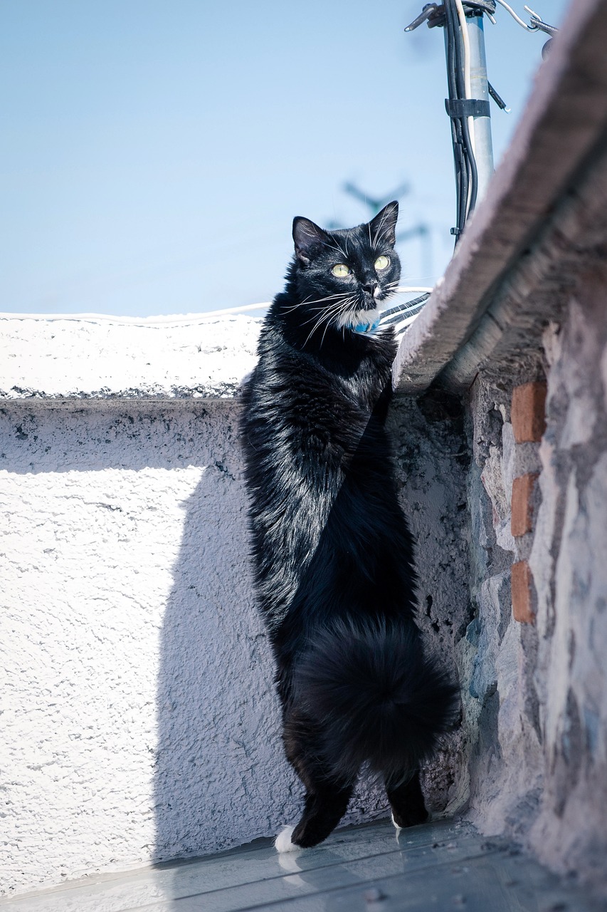 小猫的按摩艺术，满脸的不高兴